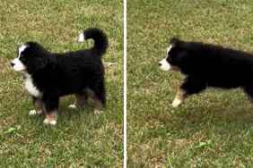 Puppy Adorably Starts Doing Little Hops During Play Time