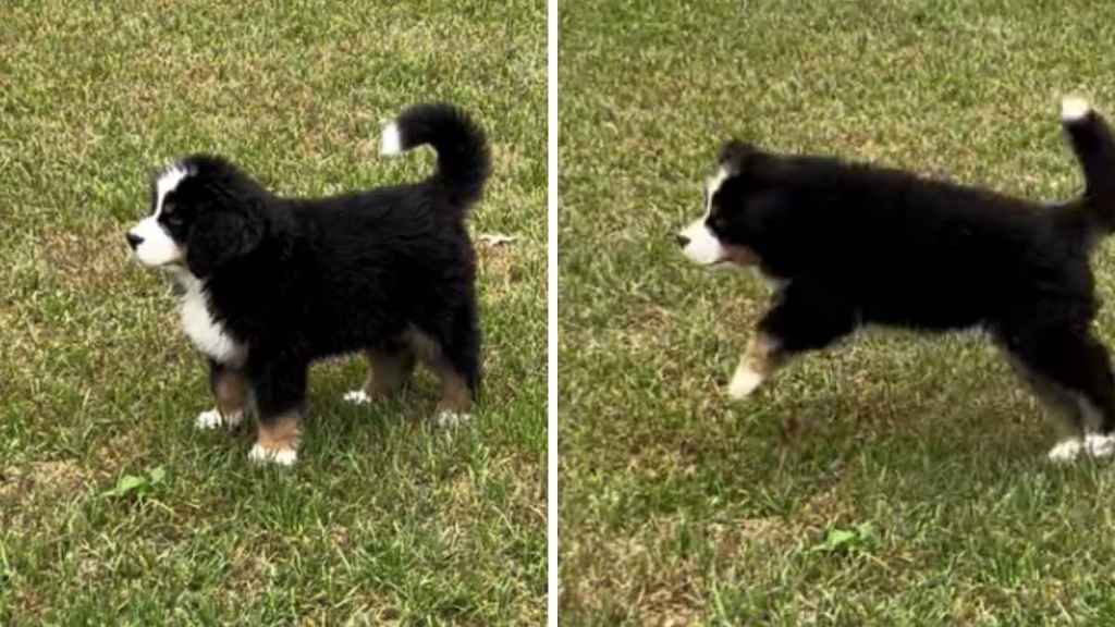 Puppy Adorably Starts Doing Little Hops During Play Time