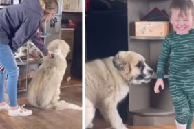 Giant Puppy Plays With Little Baby Just To Be Close Enough To Love Him