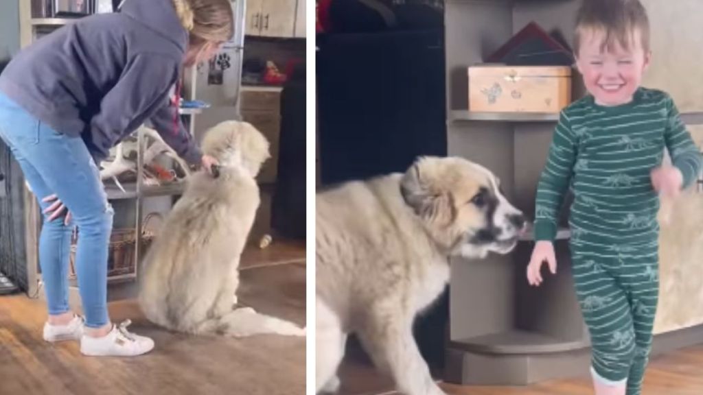 Giant Puppy Plays With Little Baby Just To Be Close Enough To Love Him