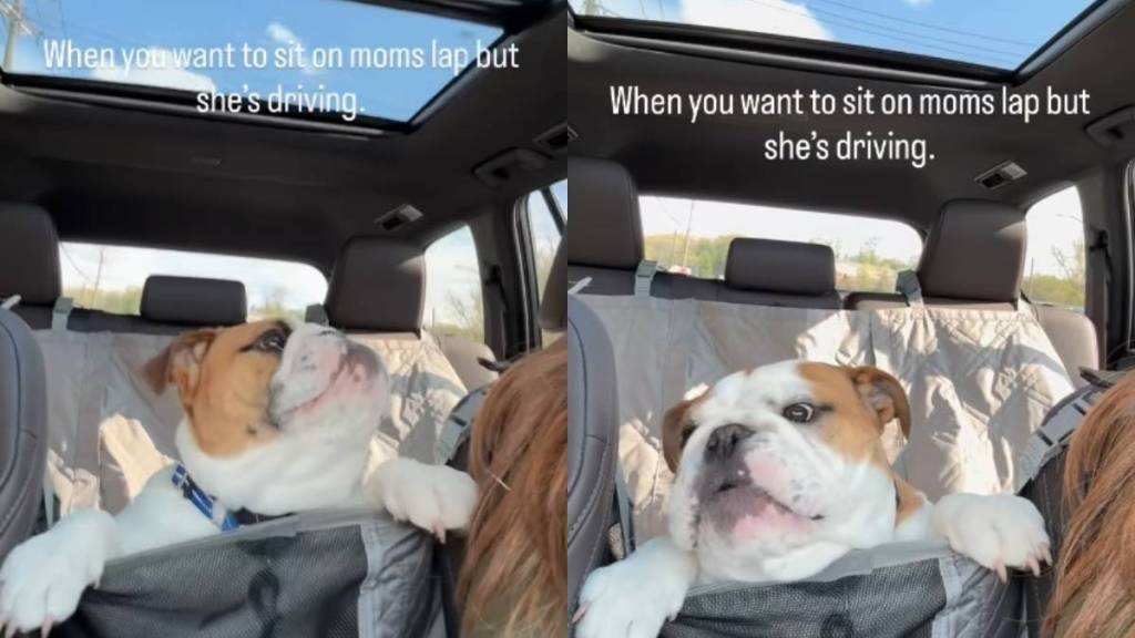 Dog Wants To Sit on Mom’s Lap but Can’t as She’s Driving
