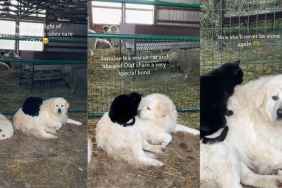 Dog Lets Rescue Cat Cuddle Him & Returns Her Love With Endless Kisses