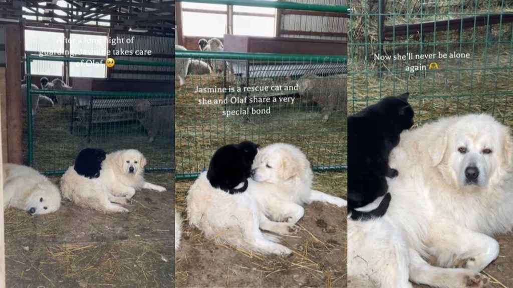 Dog Lets Rescue Cat Cuddle Him & Returns Her Love With Endless Kisses