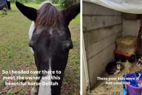 Abandoned Dogs Find Shelter on a Ranch, Find Unlikely Guardian by Chance