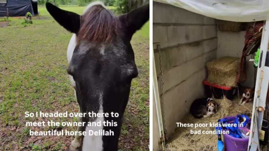 Abandoned Dogs Find Shelter on a Ranch, Find Unlikely Guardian by Chance