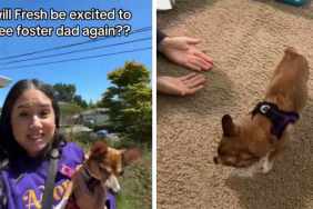 Foster Dog Hesitates, but Learns She Can Trust Dad & Get Close to Him