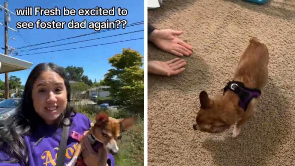 Foster Dog Hesitates, but Learns She Can Trust Dad & Get Close to Him