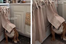 Dog Covers Only Face While Playing Hide & Seek With Owner