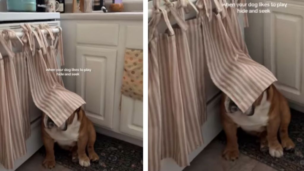 Dog Covers Only Face While Playing Hide & Seek With Owner