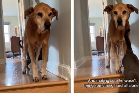 Cat Encourages & Helps Senior Dog To Get Down the Stairs