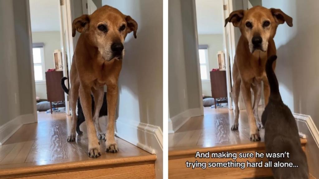 Cat Encourages & Helps Senior Dog To Get Down the Stairs