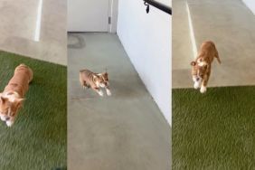 Bulldog Puppy Loves To Play ‘Parkour’ With Owner
