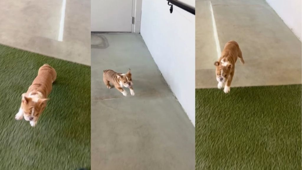 Bulldog Puppy Loves To Play ‘Parkour’ With Owner