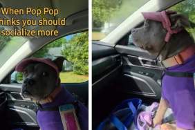 Dog Reacts to Dad Telling Her She Should Socialize More