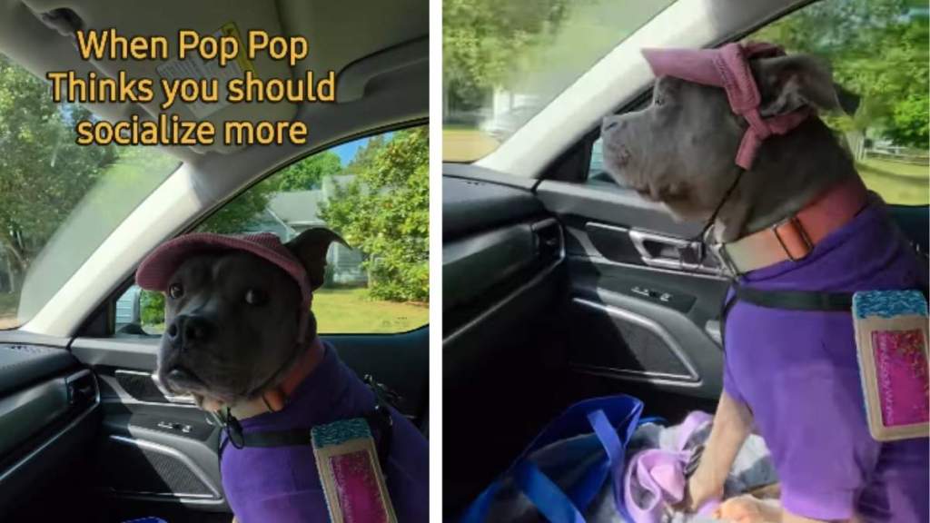 Dog Reacts to Dad Telling Her She Should Socialize More