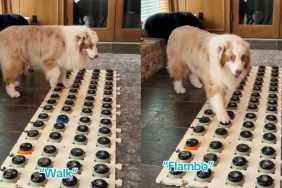 Dog Brilliantly Asks Owner for Walk Using Talking Buttons