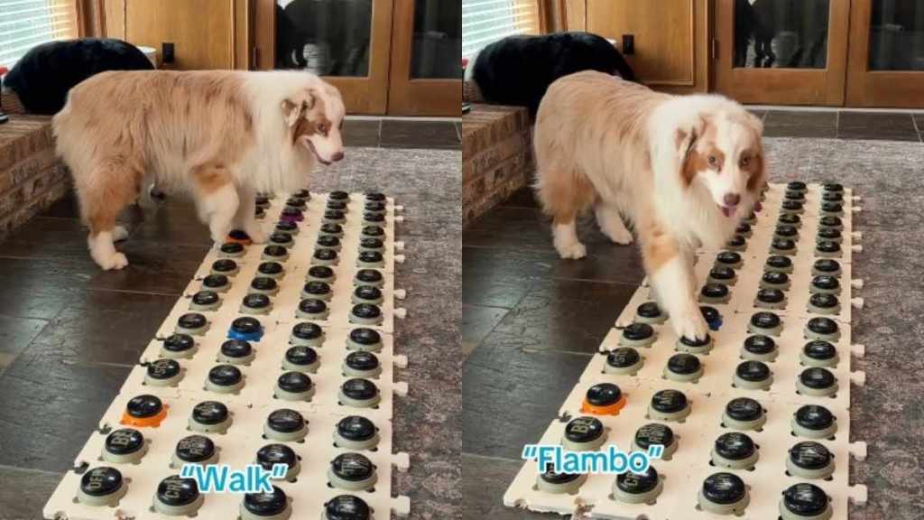 Dog Brilliantly Asks Owner for Walk Using Talking Buttons