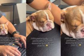 Puppy Snores Adorably When Owner Is Trying To Be Productive