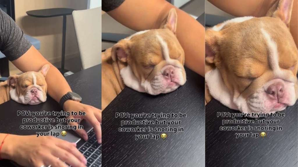 Puppy Snores Adorably When Owner Is Trying To Be Productive