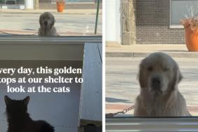 Golden Retriever Stops by Shelter Every Day To Look at Cats