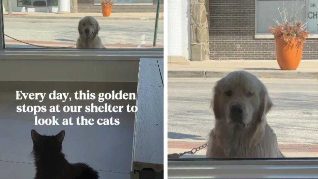 Golden Retriever Stops by Shelter Every Day To Look at Cats