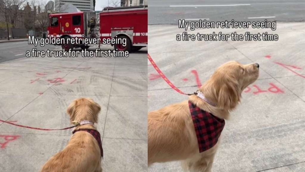 Dog’s First Time Seeing Fire Truck Ends in Adorable Awoo