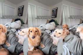 Dogs Wait for Magic Words From Owner Before Rushing for Food