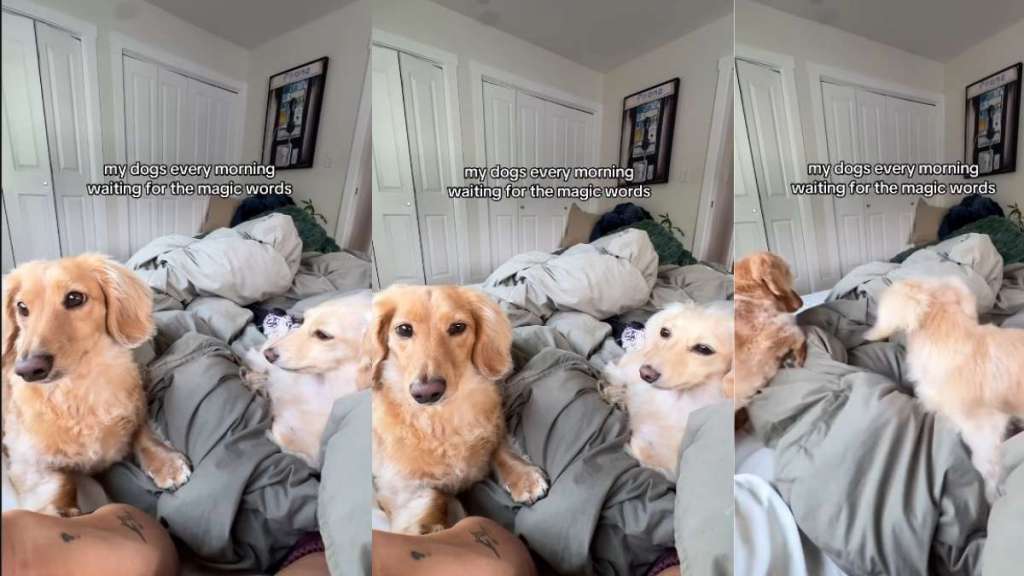 Dogs Wait for Magic Words From Owner Before Rushing for Food