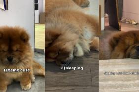 Owner Reveals 3 Things Chow Chow Is Really Good At