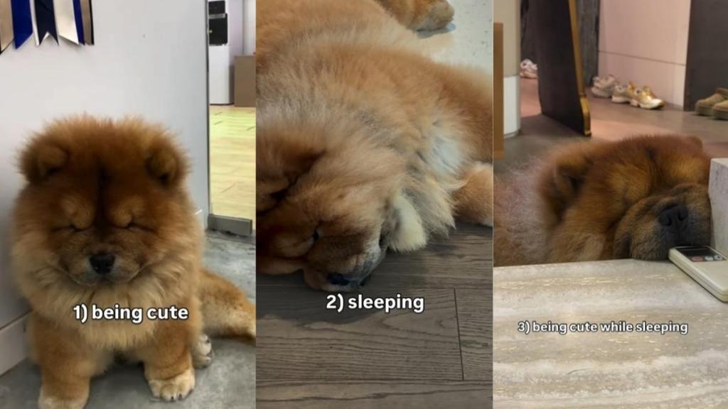 Owner Reveals 3 Things Chow Chow Is Really Good At