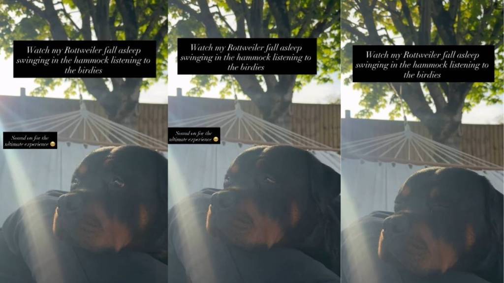 Rottweiler Falls Asleep While Swinging & Listening to Birds
