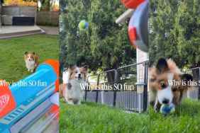 Corgi Starts Playing Fetch Non-Stop Once Ball Launcher Is Out