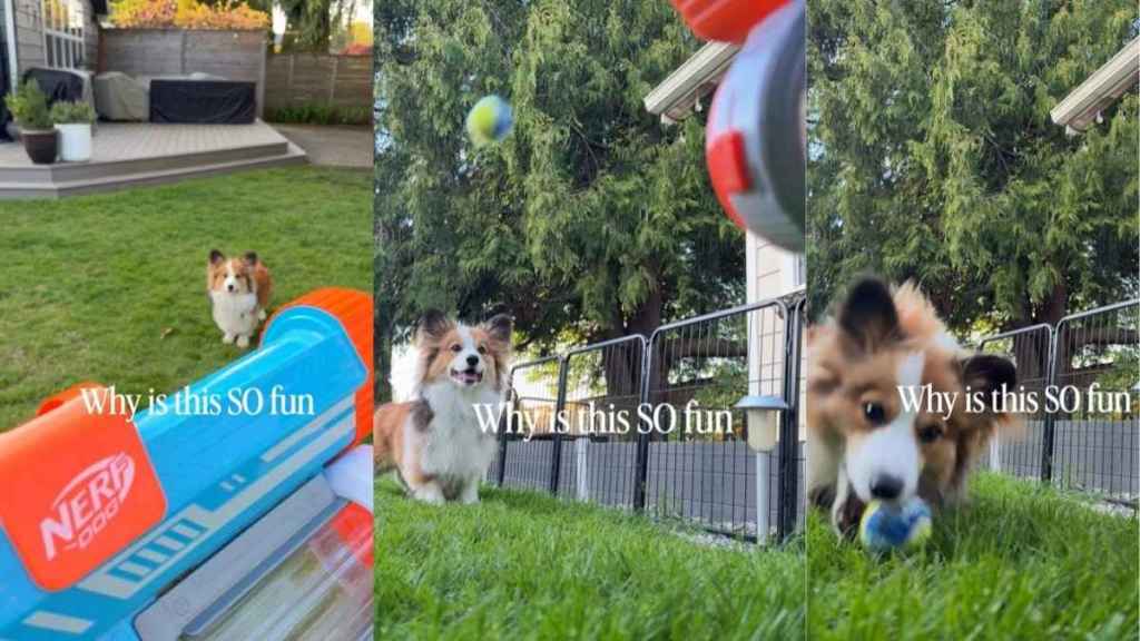 Corgi Starts Playing Fetch Non-Stop Once Ball Launcher Is Out