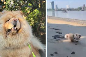 Dog Teaches Amazing Lessons on How To Slow Down & Enjoy Life