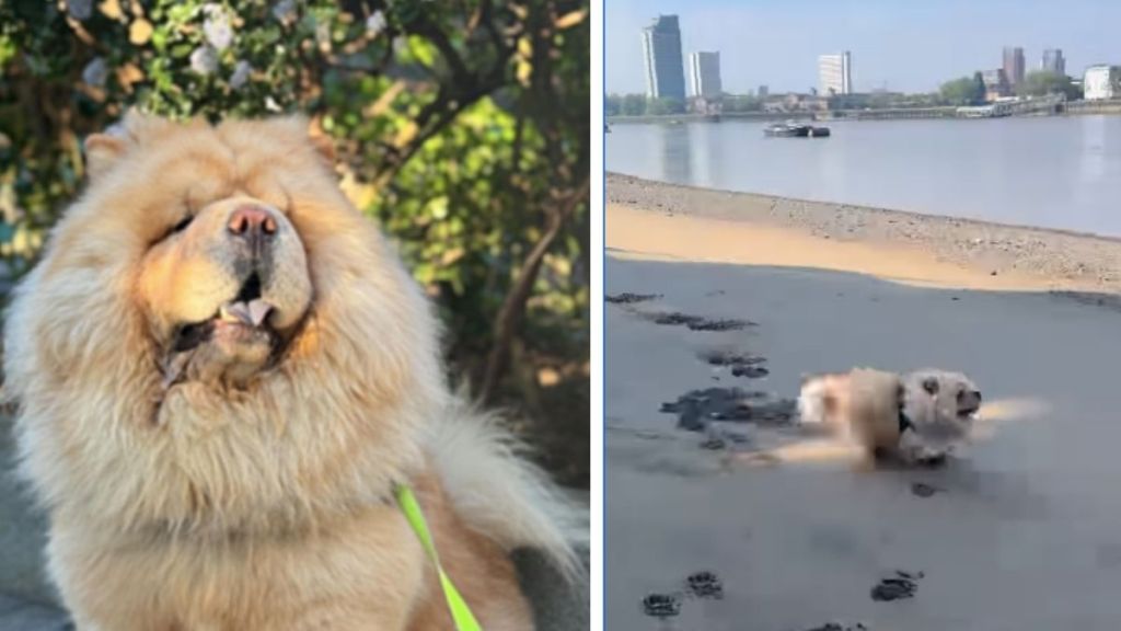 Dog Teaches Amazing Lessons on How To Slow Down & Enjoy Life