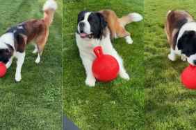 Owner Proves Saint Bernard Does More Than Just Sleep
