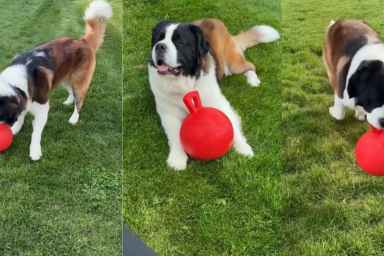 Owner Proves Saint Bernard Does More Than Just Sleep