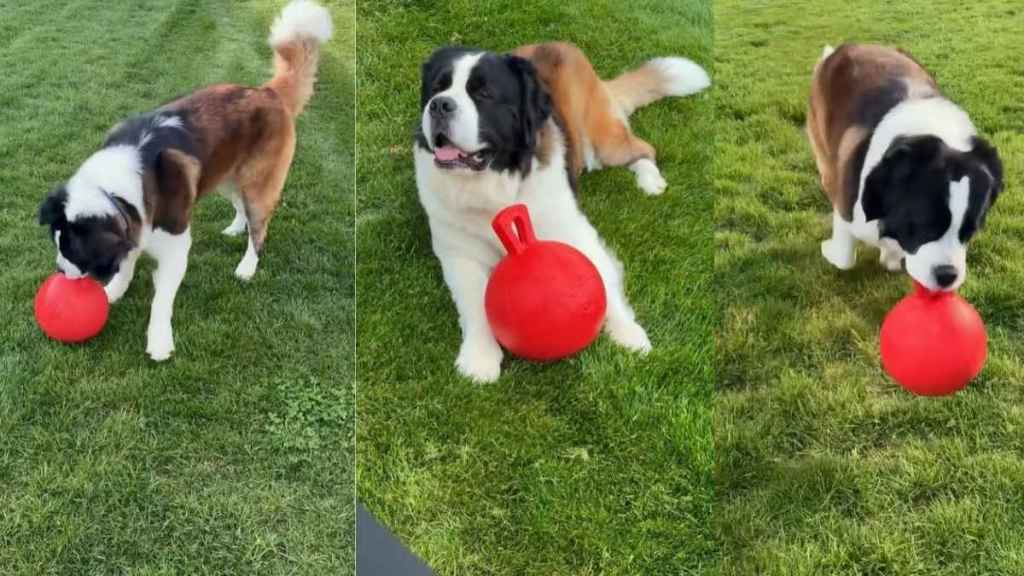 Owner Proves Saint Bernard Does More Than Just Sleep