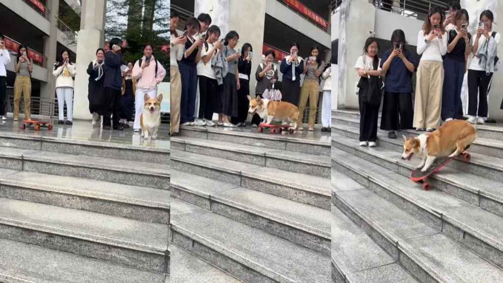 Corgi Waits for All Fans Before Showing off Skating Skill