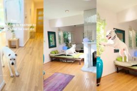 Deaf Dog Jumps Around, Too Excited & Proud To Show Mom His Tricks