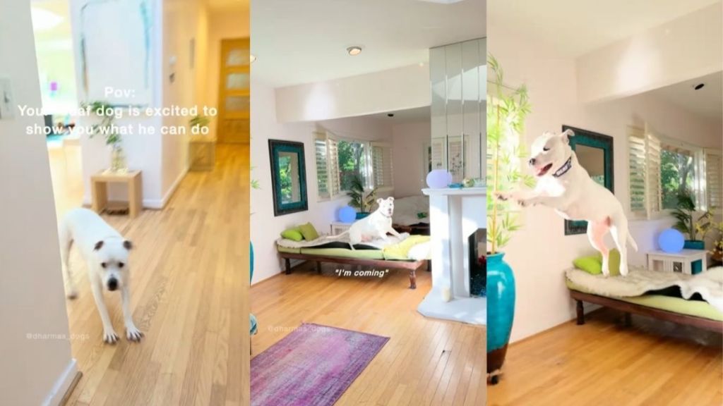 Deaf Dog Jumps Around, Too Excited & Proud To Show Mom His Tricks