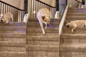 Dog Adorably Takes Multiple Rests While Coming Down Stairs