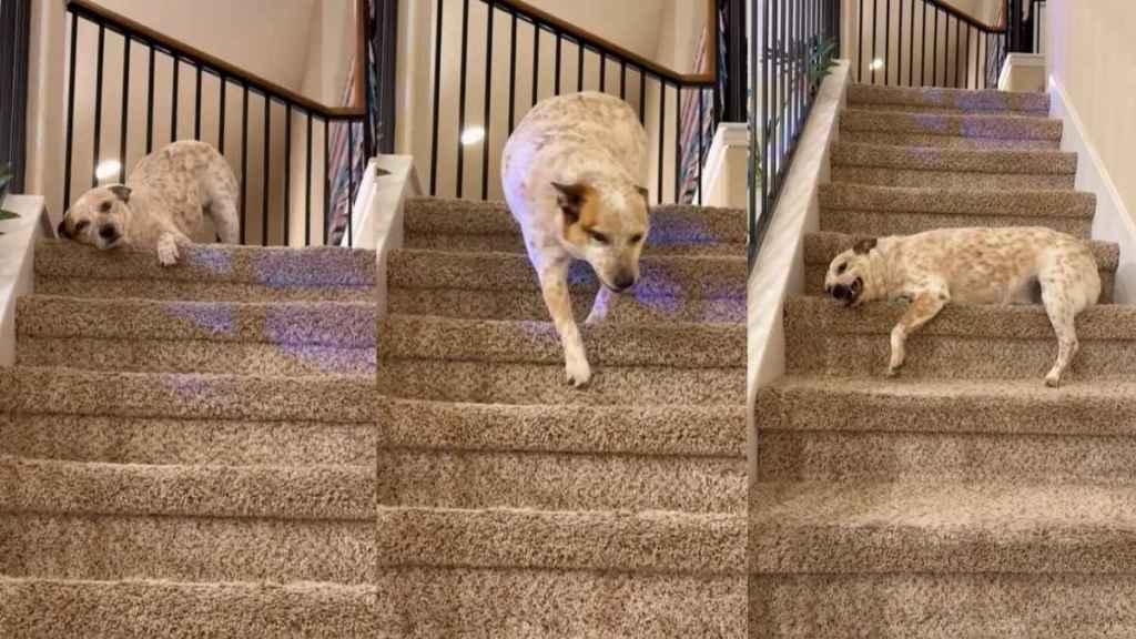 Dog Adorably Takes Multiple Rests While Coming Down Stairs