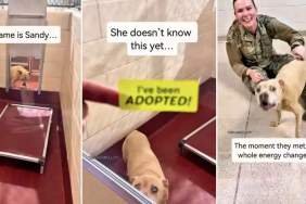 Senior Dog No One Came for Finds a Mom Who’d Do Anything for Her