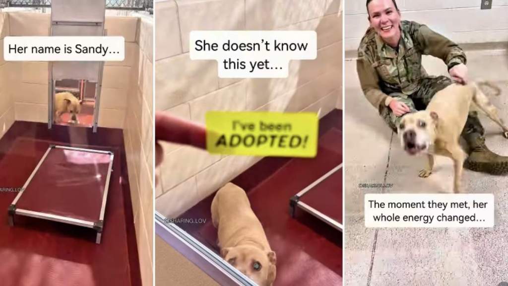 Senior Dog No One Came for Finds a Mom Who’d Do Anything for Her