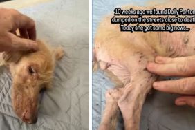 Dog Once Dumped on the Streets Gets Spoiled Until She Finds a Loving Mom