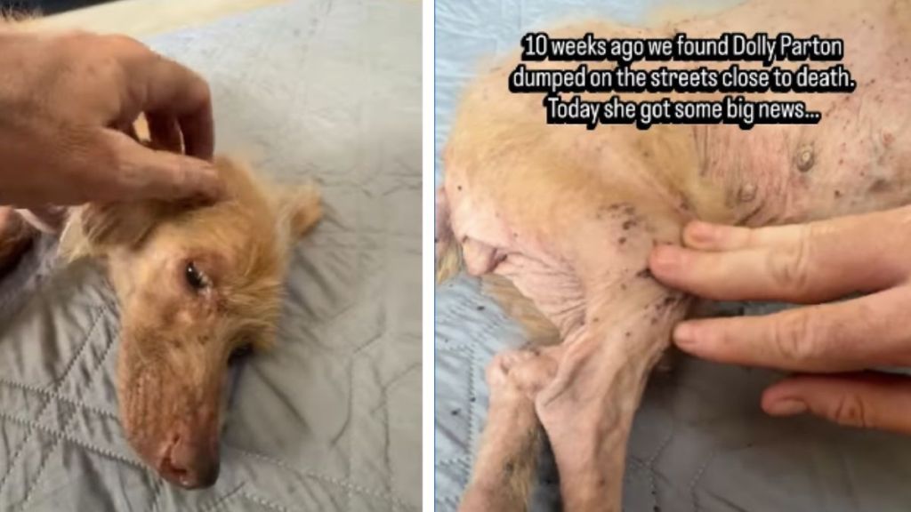 Dog Once Dumped on the Streets Gets Spoiled Until She Finds a Loving Mom