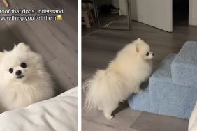 Tiny Dog Wants Lift From Owner Instead of Using Stairs