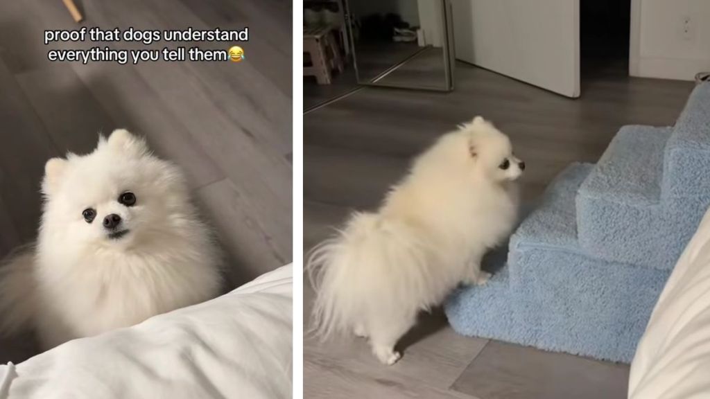 Tiny Dog Wants Lift From Owner Instead of Using Stairs