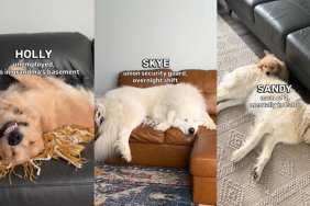 Owner Reveals Dogs’ Careers Based on How They Sleep